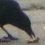 Carrion crow